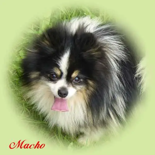 Celsius Tri Mr Macho