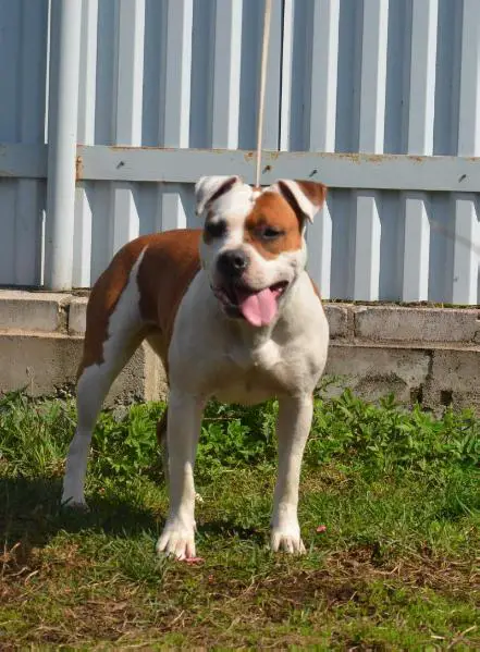 SEVERNAYA ZHEMCHUZCHINA FILADELFIA