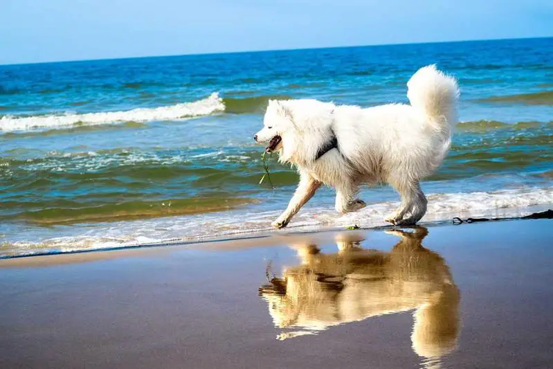 PLCH VENASQUE OF JIP The Glow Of The Snowy Star