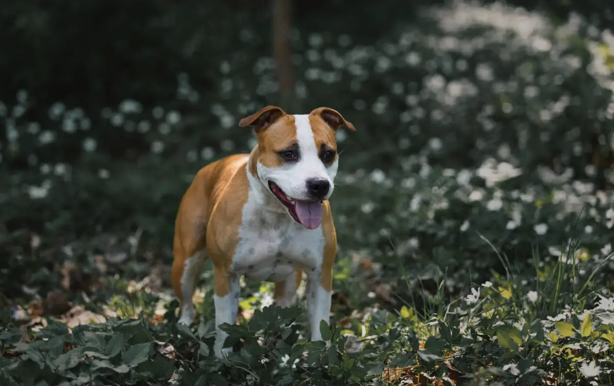 EST CH. FIN CH Old Parry's Madly In Love