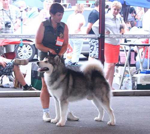 JCH.RU. CH.RU,BY,MD Brilliantovyi Macho