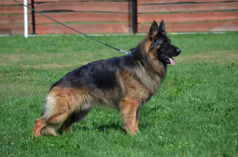 Kalimero vom Haus Tchorz