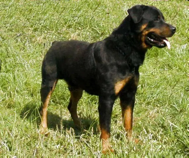 Crom Von Lefler
