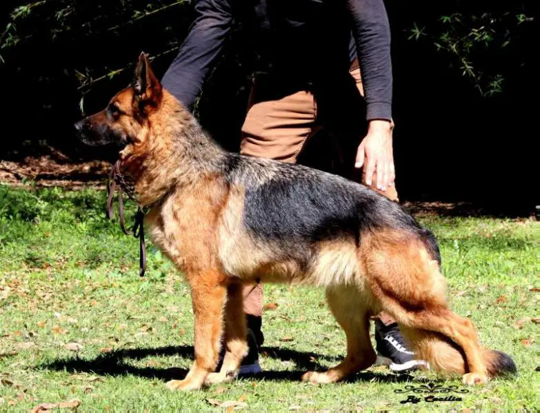 2 XVP Peti Topolovnicka