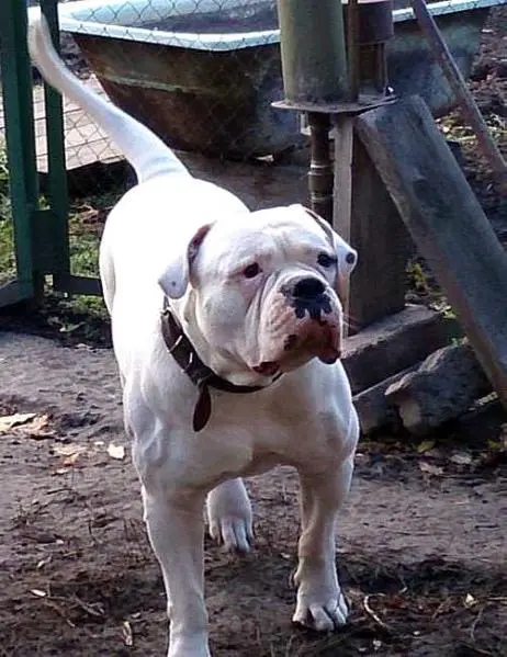 BODYGUARD FAMILY JORFEY