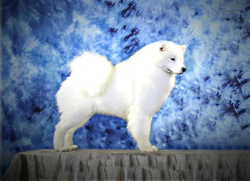 PuppyBrCh JrBrCh BrCh GdBrCh PanAmeCh GdPanAmeCha ARGOS D.K.S.S.