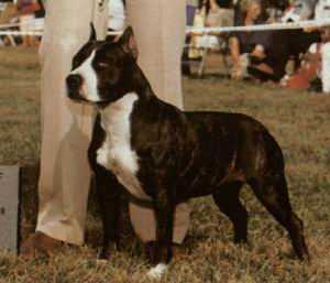AKC Ch Fraja's Tunder Battery