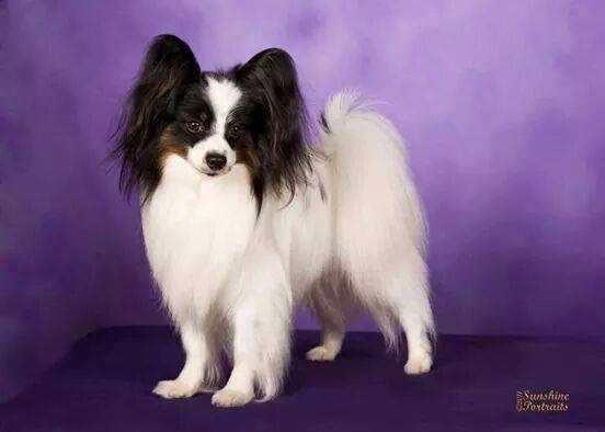 AM CH Silvermorning's Heaven Sent