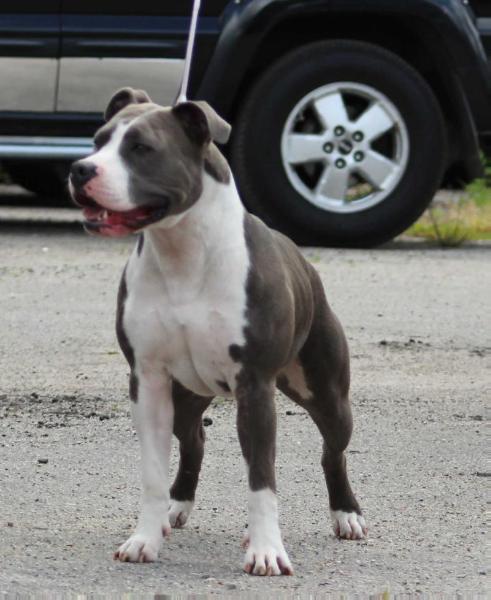 CH SANTA STYLE BOO HENA