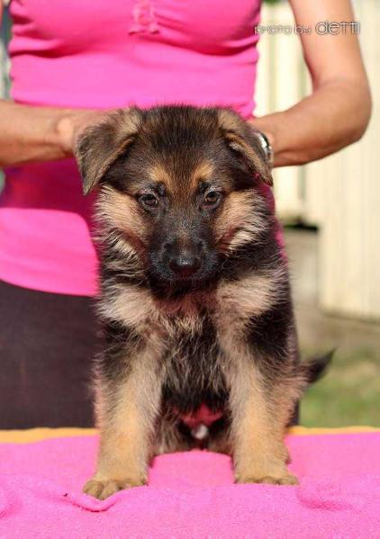 Pogba GSD of Chennor