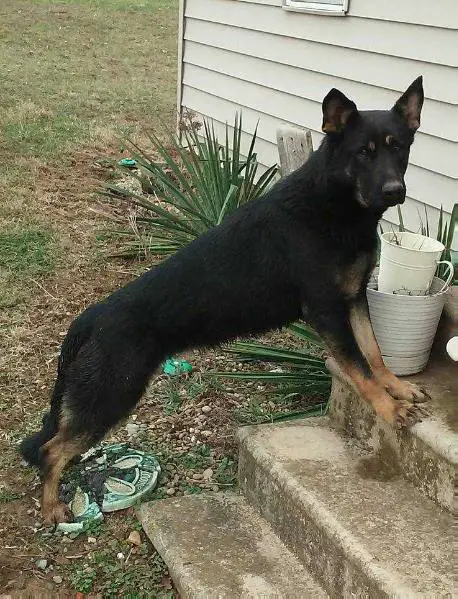Cora H Vom Fox