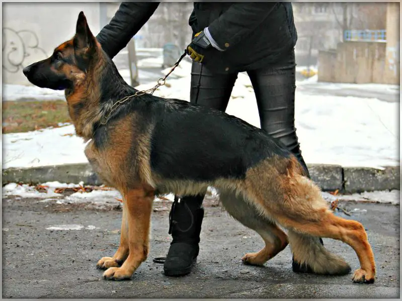 CH UA Gera Darsi