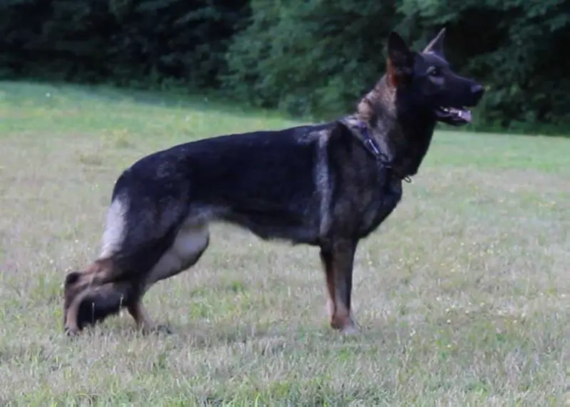 SG Vala Vom Germelhaus