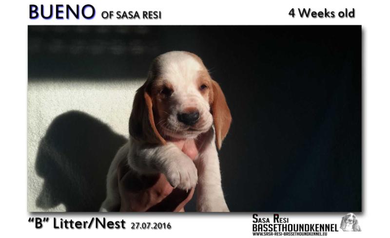 Bueno of Sasa Resi