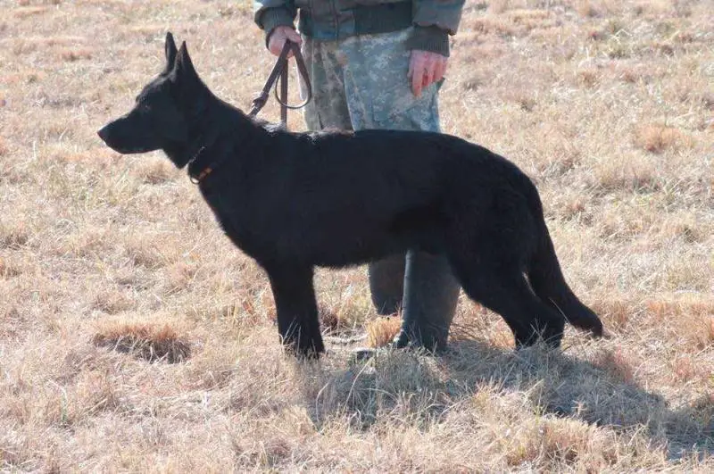 Bavry's Ruger Asa vom Rettinghaus