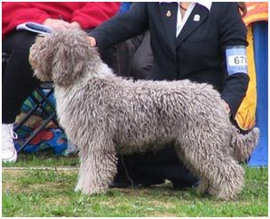 03-EJW, EE CH SE UCH DK UCH NO UCH FI UCH INT UCH Zorrazo Quijote