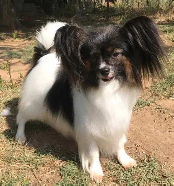 Silvermorning's Organza