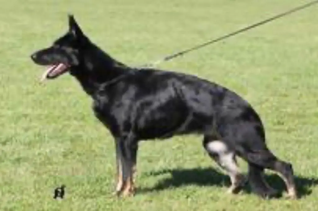 V Hatchi Jirysu Bohemia