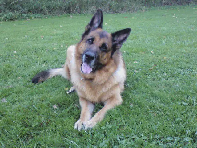 Magnificent Czar von Schwanstein