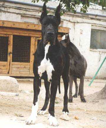 Rahat Loukoum De La Benjamine