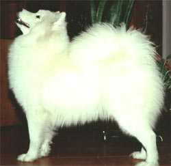 Martika del Corno Bianco
