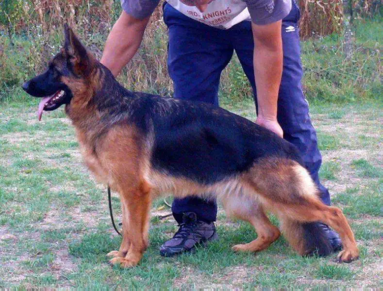 2 x VVS1 USCHY VON BELLISSIMO