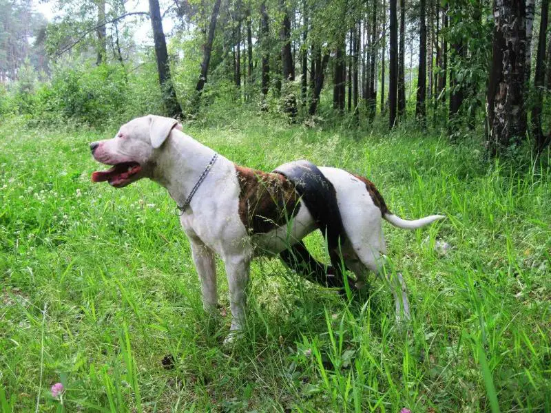 Triple Trust Niagara