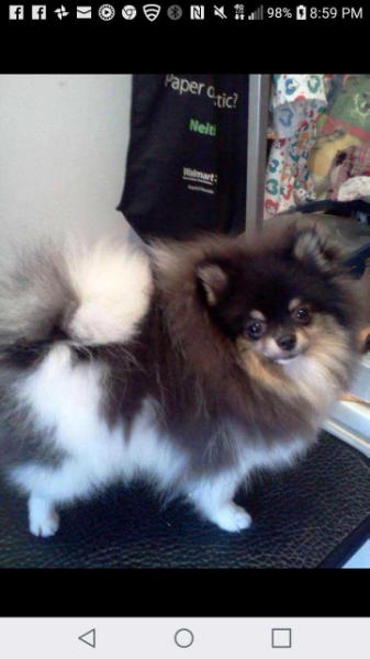 Cjms Sir Mighty Mouse