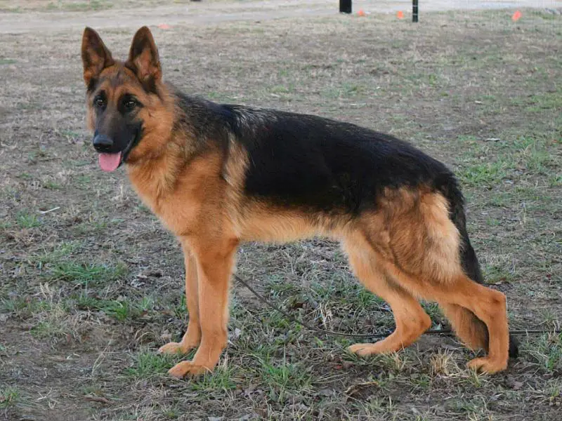 VP (GSDCA USA Sieger) SG Bandi von Kappel