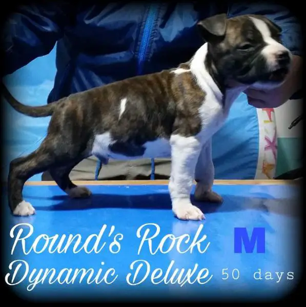 Round's Rock Dynamic Deluxe