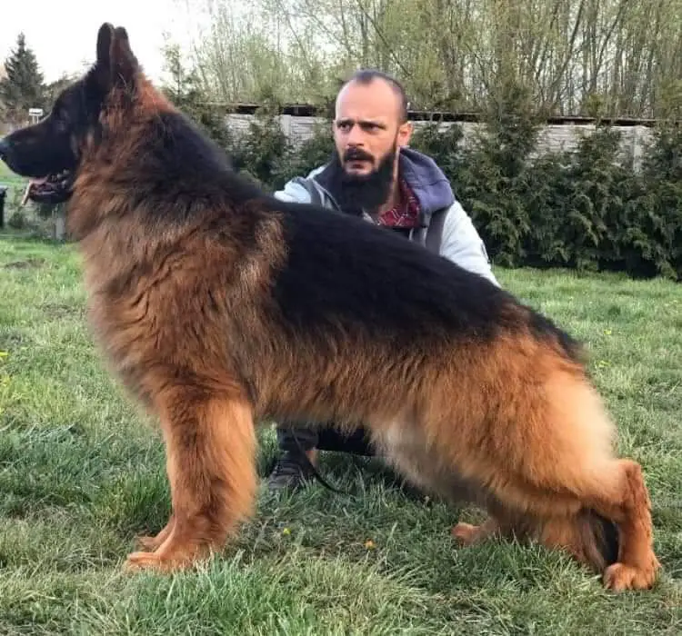 V6 PL Sieger Behemoth Asarko Lordana