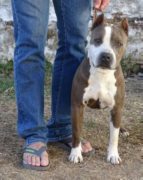 Zeus Ararak15 do American Argus