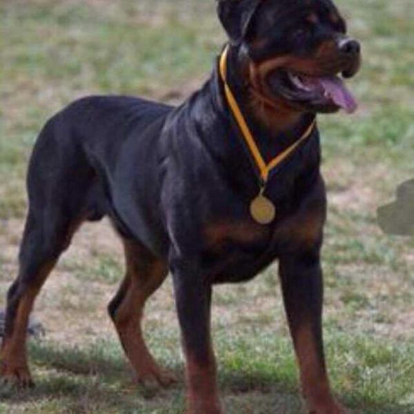 Rottabra Leena