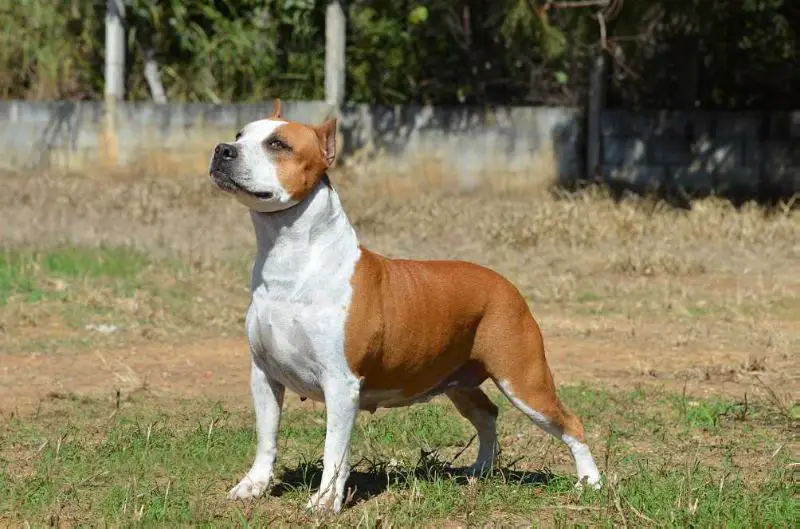 Champion's Line & Staffordreams Guapa