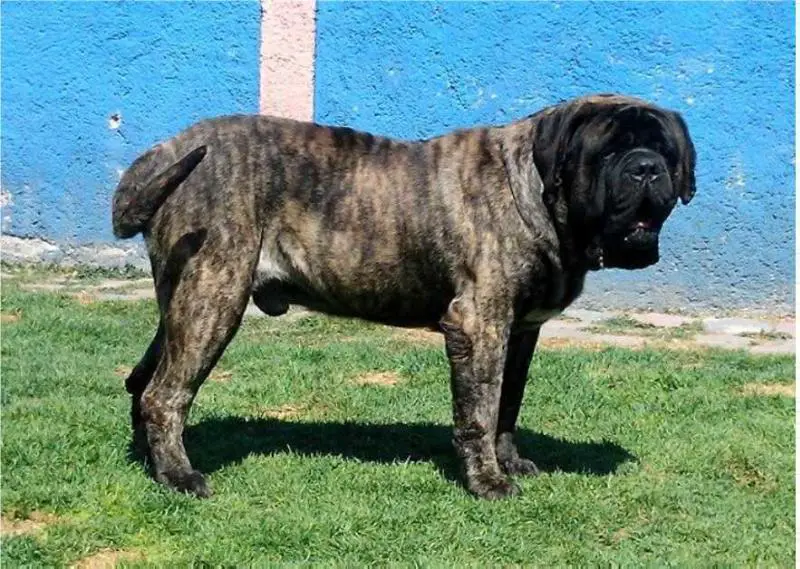 HD Greiner Hall Lord Falcon Of Orrey