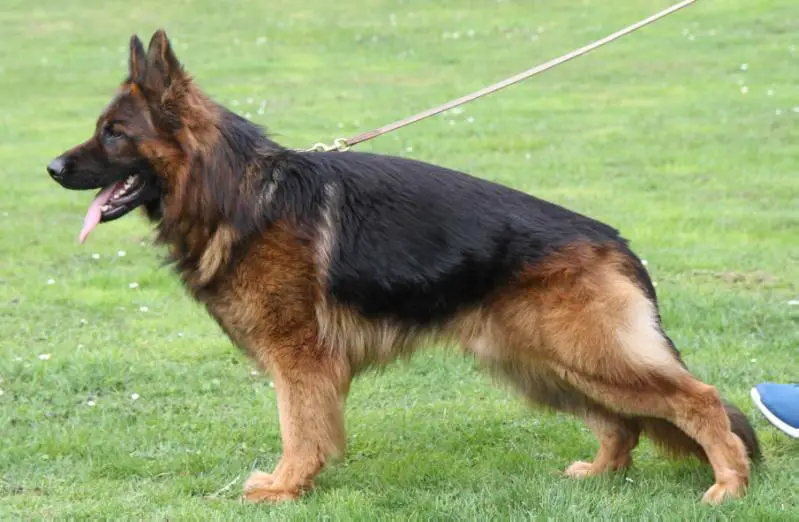 14x SG1, V1, VT, OV Hil Mihapa