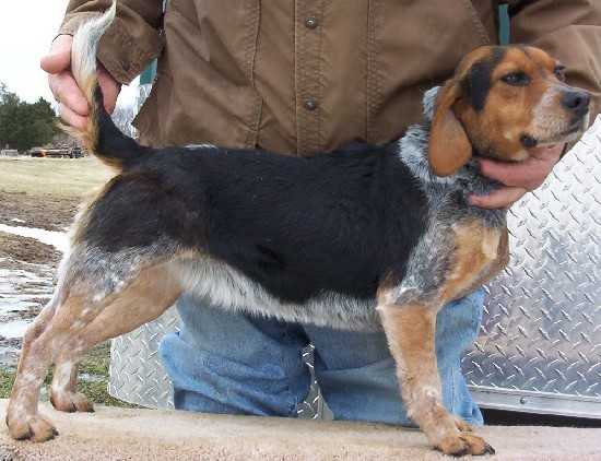 Scrogham's Blue Baby