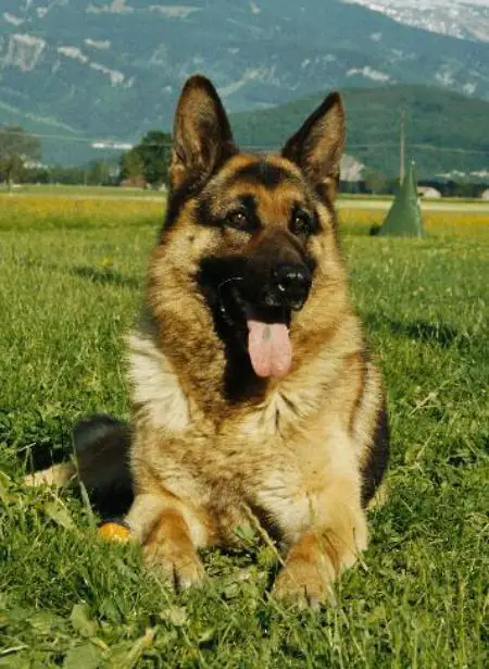 V Fanto von der Luxenfalle