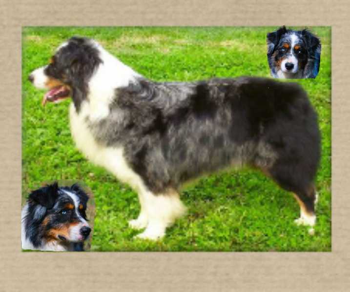 Trinity's Bandy of Rockin D