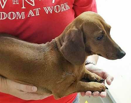 KLT Colby's Red Bonnie