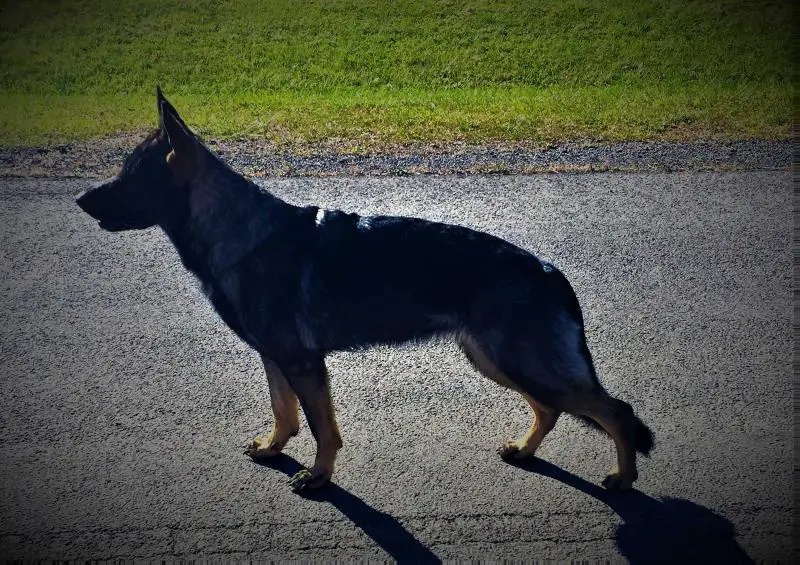 American Lady Vom Fuller