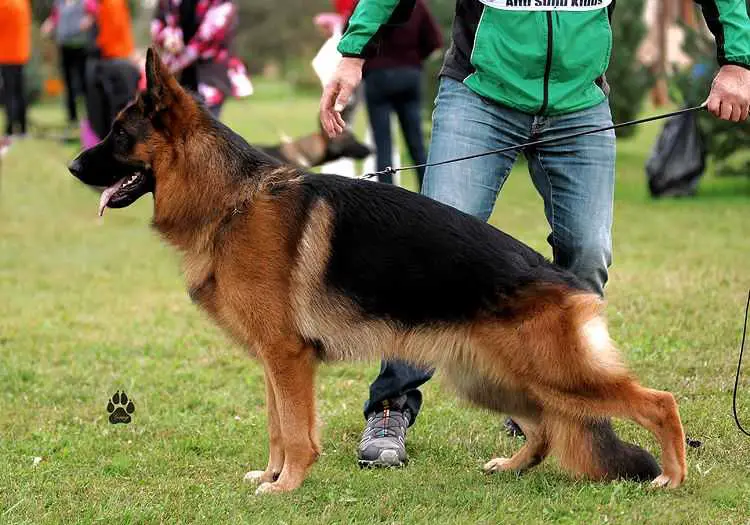 Sg1, V1 Villi Garliavietis