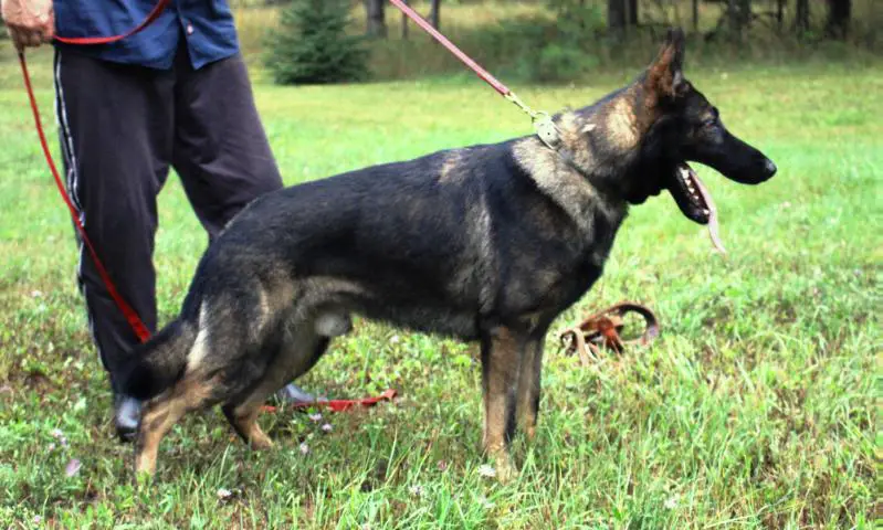 Fergus vom Bugenhagen