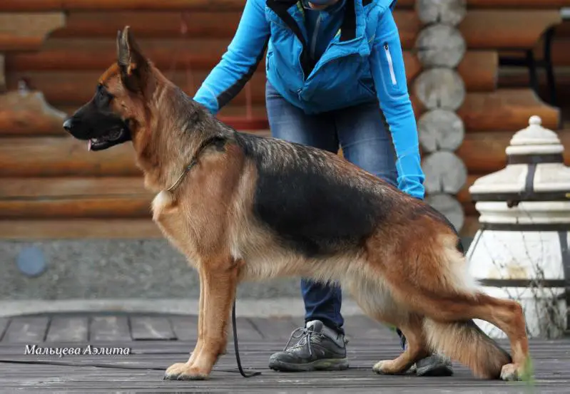 Jr. CH. RUS, ЧНКП Blitz Getter Chili