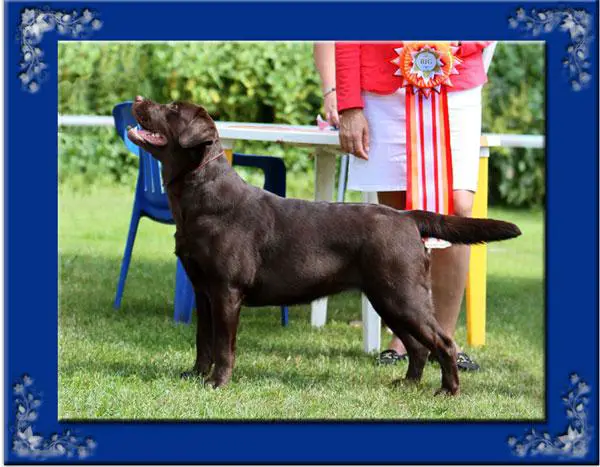 JCH RUS, JCH BY, CH LT, GCH RUS, CH RKF Stenveyz Terra-Kotta