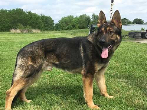 Booker XII ( Creasey)