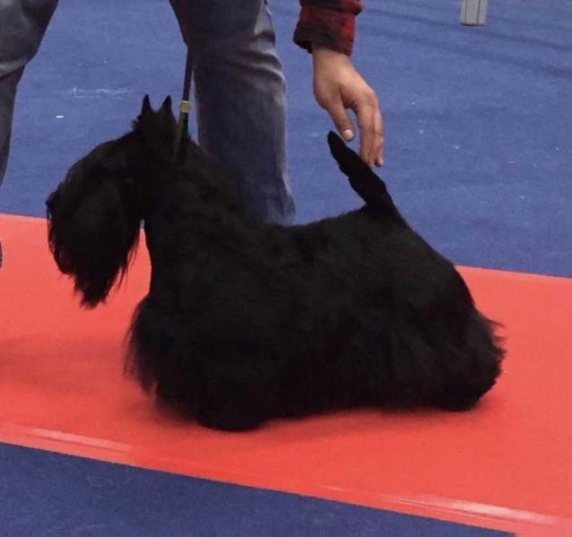 RJCh/RCh Raibeart Que Sera Sera