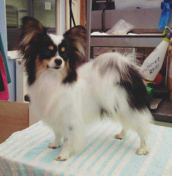 Afterglow Lord Helpus