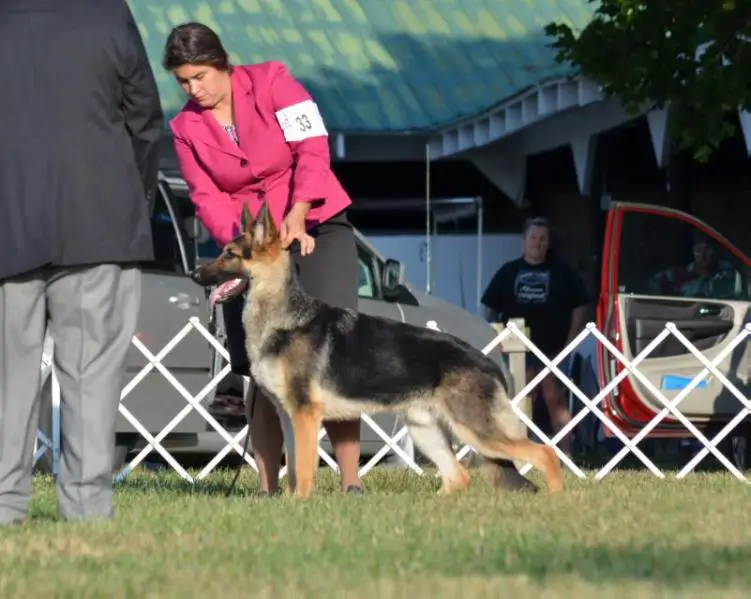Vom Herz Hundekinder's Peacemaker WWW