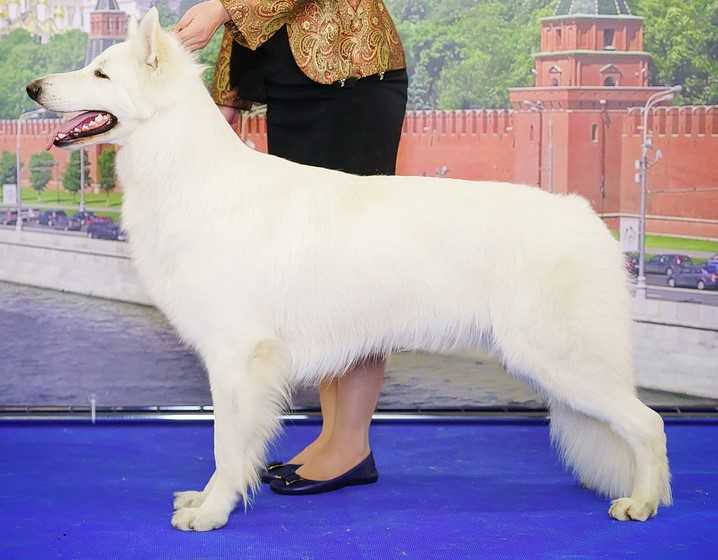 CH RU,Multi CH,INT CH,GrandCH ,CH the national club of breed BEL ETUAL ORSO